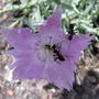Ants think these flowers are sweet! (Dianthus 'Bath's Pink')
