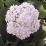 Annabelle hydrangea flowerhead (Hydrangea arborescens "Annabelle")