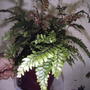 Fern houseplant