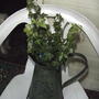 Ivy - again variety unknown - I buy the .99 plants with no real information on them : (