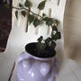 And yet another unknown ivy...