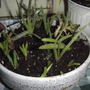 Young aloe transplants are doing well. (Aloe vera (Aloe))
