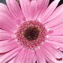 2008-07-06_014pink_grebera