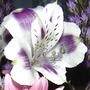 2008-07-06_014_purpil_flower