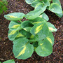 Hosta 'Thunderbolt'