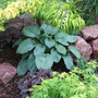 Hosta 'Bressingham Blue'