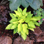 Hosta 'Fire Island'