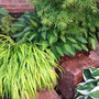 Hosta 'Striptease', Hakonechloa macra 'All Gold', Acer palmatum 'Kamagata'