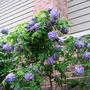 Wisteria 'Amethyst Falls'