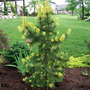 Pinus contorta 'Taylor's Sunburst'