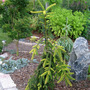 Picea abies 'Gold Drift'