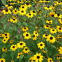 Rudbeckia triloba