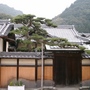 Japanese Trees 6