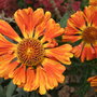 Helenium_at_holbrook