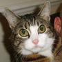 Cat_with_attitude