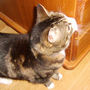 Cat_with_attitude