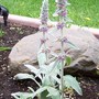 Lamb's Ears (Stachys byzantina (Lambs' ears))