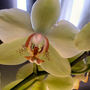 Popcorn ball (Popcorn ball Phal ( Deventeriana x stuartiona ))
