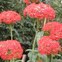 Lychnis chalcedonica