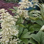 Rodgersia