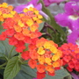 Lantana in greenhouse