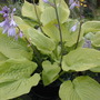 Yellow green hosta