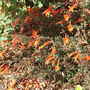 Zauschneria californica (Zauschneria californica)