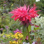 Monarda- cambridge scarlet