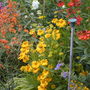 Heleniums and perennial wallflower