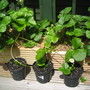 New Strawberry plants