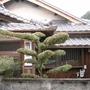 Japanese Trees 7