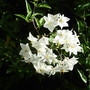 Solanum jasminoides 'Album' (Solanum jasminoides)
