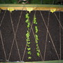 Raised bed