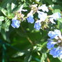 Salvia uliginosa (Salvia uliginosa)
