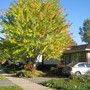 Red Maple (Acer rubrum)
