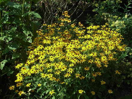 Rudbeckia fulgida 'Goldsturm' (Rudbeckia fulgida)