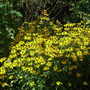 Rudbeckia fulgida