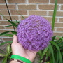 A garden flower photo (Allium acidoides)
