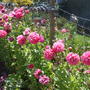 annual poppy (Papaver)