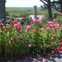 annual poppy (Papaver)