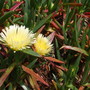 carpobrotus edulis (Carpobrotus edulis (Hottentot Fig))