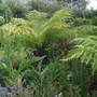 treefern