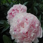 peony (Paeonia officinalis (Double Peony))