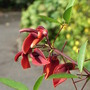 Erythrina crista-galli (Erythrina crista-galli)
