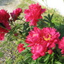 peony (Paeonia officinalis (Double Peony))