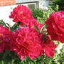 peony (Paeonia officinalis (Double Peony))