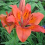 tiger lily (lilium lancifolium splendens)