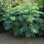 Melianthus_major