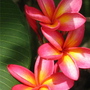 Plumeria ( frangipani ) (Plumeria)