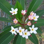 Plumeria